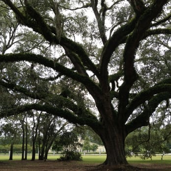 Losco Regional Park - Live Oaks. - Parks Near Me - Jacksonville, Florida
