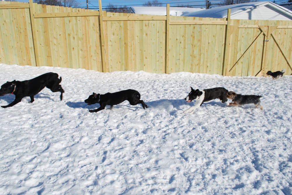 THE WOOF ROOM 13 Photos & 34 Reviews Pet Sitting 2025 Rice St