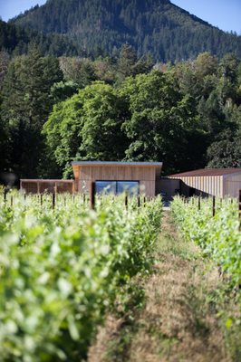 Cowhorn Vineyard & Garden by null
