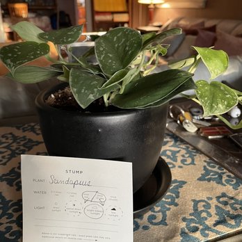 Stump - My plant at its new home - Home Decor Near Me - Philadelphia, Pennsylvania