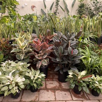 Cordova Gardens - Beautiful rubber plants - Nurseries & Gardening Near Me - Encinitas, California