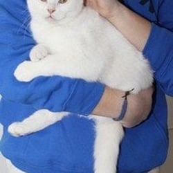 London Pet Sitting - London Pet Sitting