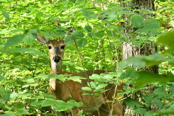 New York Institute of Photography by null
