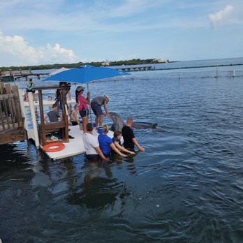 Dolphin Research Center - Swim with the dolphins - Tours Near Me - Marathon, Florida Dolphin Research Center - Swim with the dolphins - Tours Near Me - Marathon, Florida