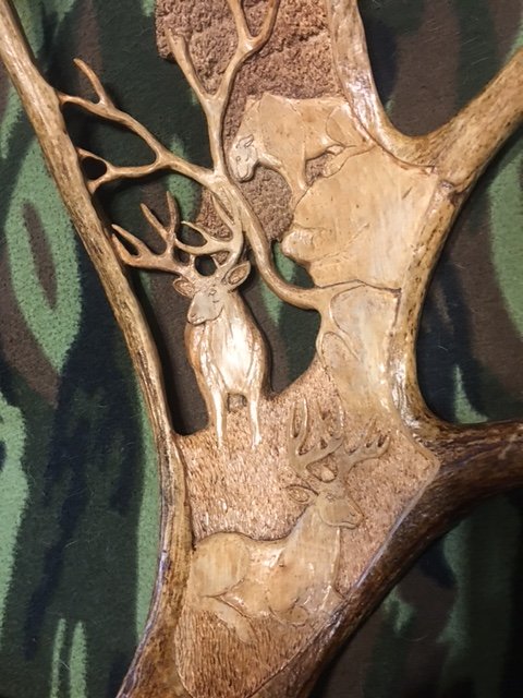 M & M Taxidermy - taxidermy in Bardstown, KY