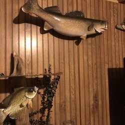 Jac's Taxidermy - Nice walleye from Jac's Taxidermy