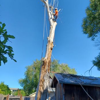 Alex Tree Service - Tree Services Near Me Alex Tree Service - Tree Services Near Me