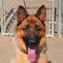 Splitberg Kennels