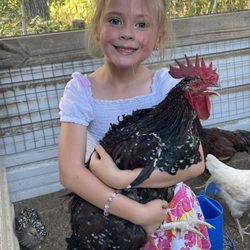 Pecan Bottom Poultry Farm & Supply - Spangled Hatch - we specialize in rare game breeds- All of our birds are kid friendly.