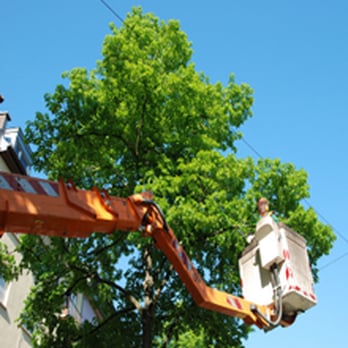 SavATree Houston - Tree Services Near Me - Houston, Texas SavATree Houston - Tree Services Near Me - Houston, Texas