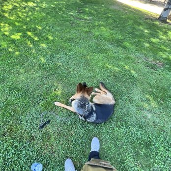 Enlighten Dogs - Pet Training Near Me - Cherry Valley, California Enlighten Dogs - Pet Training Near Me - Cherry Valley, California