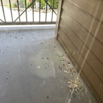 Pressure And Soft Wash - Other droppings before cleaning - Pressure Washers Near Me Pressure And Soft Wash - Other droppings before cleaning - Pressure Washers Near Me
