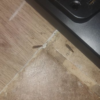 Windridge Apartments - Termites. Just one of many infestations. - Apartments Near Me - Laguna Niguel, California Windridge Apartments - Termites. Just one of many infestations. - Apartments Near Me - Laguna Niguel, California
