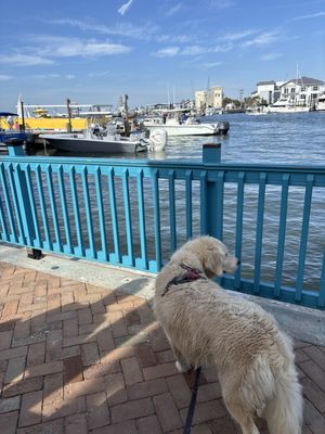 Nervous Nellie's by null