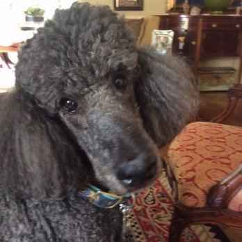 Top Notch Pet Spa - Pet Groomers Near Me - Raleigh, North Carolina Top Notch Pet Spa - Pet Groomers Near Me - Raleigh, North Carolina