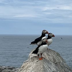 Bold Coast Charter Company - And more puffins!