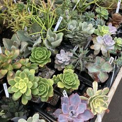Ames Greenhouse & Antiques
