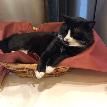 Tuscher Caffè - Tuxedo cat - Italian Near Me - Cortona, Arkansas