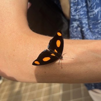 Butterfly Show at Krohn Conservatory - Local Flavor Near Me - Cincinnati, Ohio Butterfly Show at Krohn Conservatory - Local Flavor Near Me - Cincinnati, Ohio