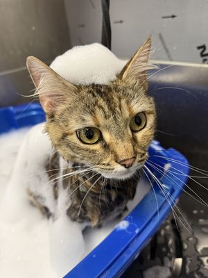 CAT-All inclusive bath package - Our cat client is enjoying her bubble bath