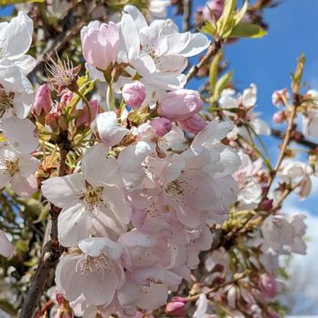 Poteet Produce - Trees for sale - Fruits & Veggies Near Me - Coeur d'Alene, Idaho