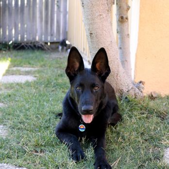 Delta K9 Academy - 9/2022 - Koa, 5 months old. - Pet Training Near Me - North Hollywood, California