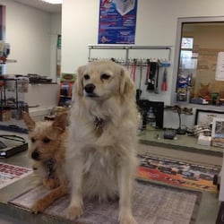 El-Don Battery Post - Our Mascot - Woof, Woof!