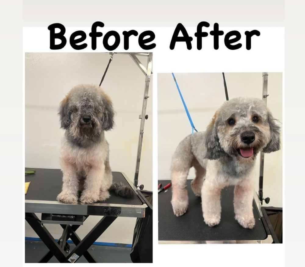 LA DOG GROOMING SPA 71 Photos 1811 E Florence Ave, Los Angeles