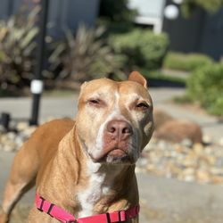 Burbank Pet Hospital - Tina