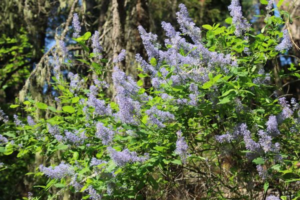 Burney Falls by null
