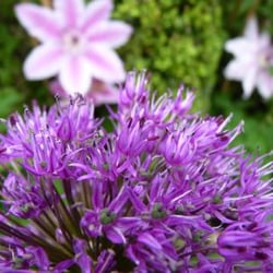 North One Garden Centre - Fantastic quality plants