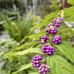 Michler's Florist, Greenhouses & Garden Design - Beauty berries
