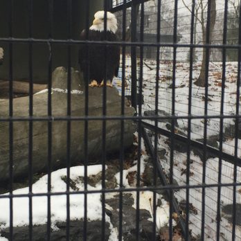 Trailside Museums & Zoo - Regal bald eagle! - Zoos Near Me - Bear Mountain, New York