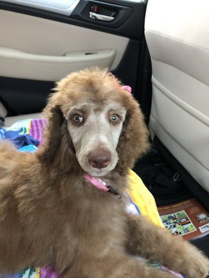 spoiled mutts humble