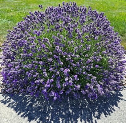 Sequim Lavender Festival by null