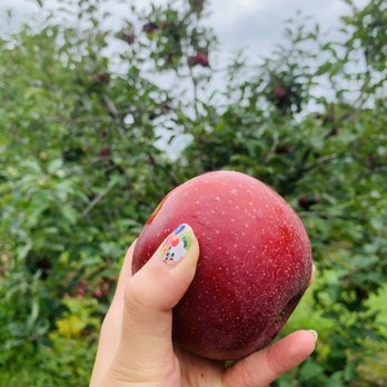 BJ Reece Orchards - Fruits & Veggies Near Me - Ellijay, Georgia