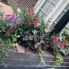 Oak Street Garden Shop gift card