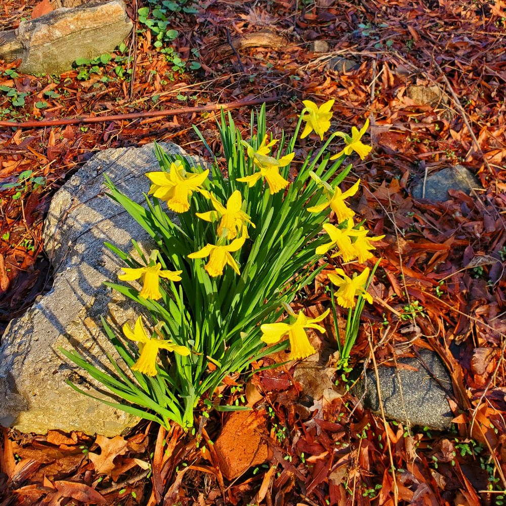 Van Cortlandt Park  - Spring has sprung on this gorgeous Sunday! - 3/20/2022 - Parks Near Me - Bronx, New York