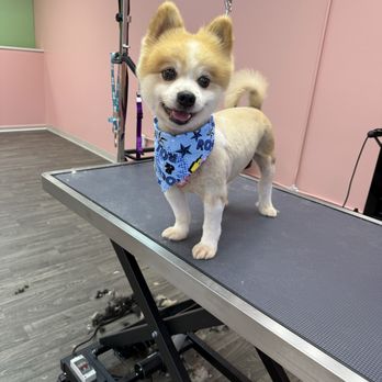 Tamed Tailz - Pet Groomers Near Me - Stockbridge, Georgia