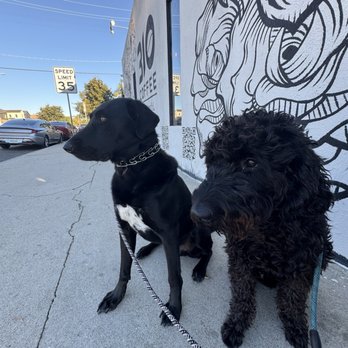 K9 Coach Dan - Pet Training Near Me K9 Coach Dan - Pet Training Near Me