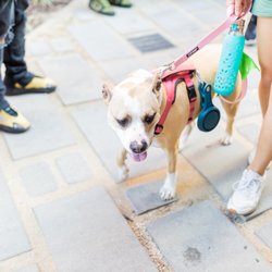1 Up Retro Clothing - Pet friendly location