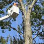 Sheps Tree Service