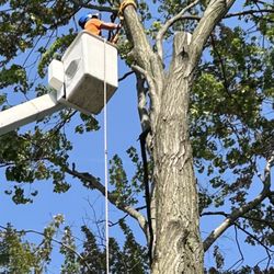Sheps Tree Service