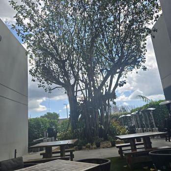 Carmela Coffee - West Delray - Patio flanked by a gorgeous Banyan tree - Coffee & Tea Near Me - Delray Beach, Florida Carmela Coffee - West Delray - Patio flanked by a gorgeous Banyan tree - Coffee & Tea Near Me - Delray Beach, Florida