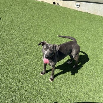 Rocky Mountain K9 - Pet Groomers Near Me - Grantsville, Utah Rocky Mountain K9 - Pet Groomers Near Me - Grantsville, Utah