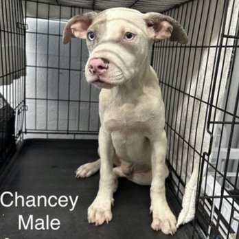 St Frances Animal Center - Chancey - Animal Shelters Near Me - Georgetown, South Carolina St Frances Animal Center - Chancey - Animal Shelters Near Me - Georgetown, South Carolina