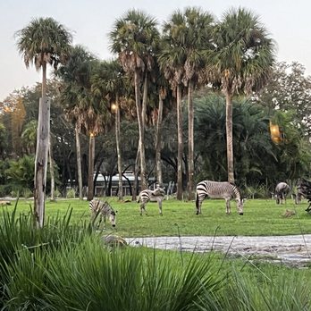 Sanaa - View from dinner - Indian Near Me - Lake Buena Vista, Florida Sanaa - View from dinner - Indian Near Me - Lake Buena Vista, Florida