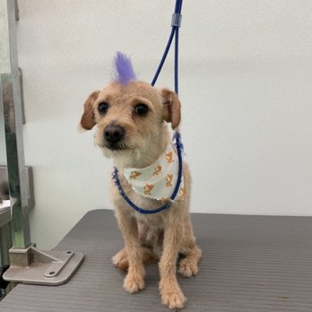 Citydog! Club - My happy baby! - Pet Sitting Near Me - Addison, Texas