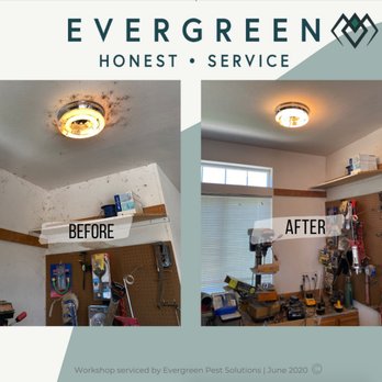 Evergreen Pest Solutions - Pest Control Near Me - Richmond, Virginia