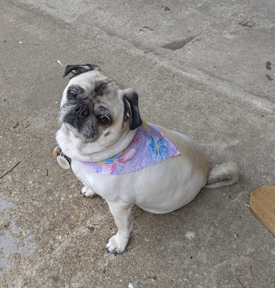 PET PALACE 15 Reviews 7200 Independence Pkwy, Plano, Texas Pet